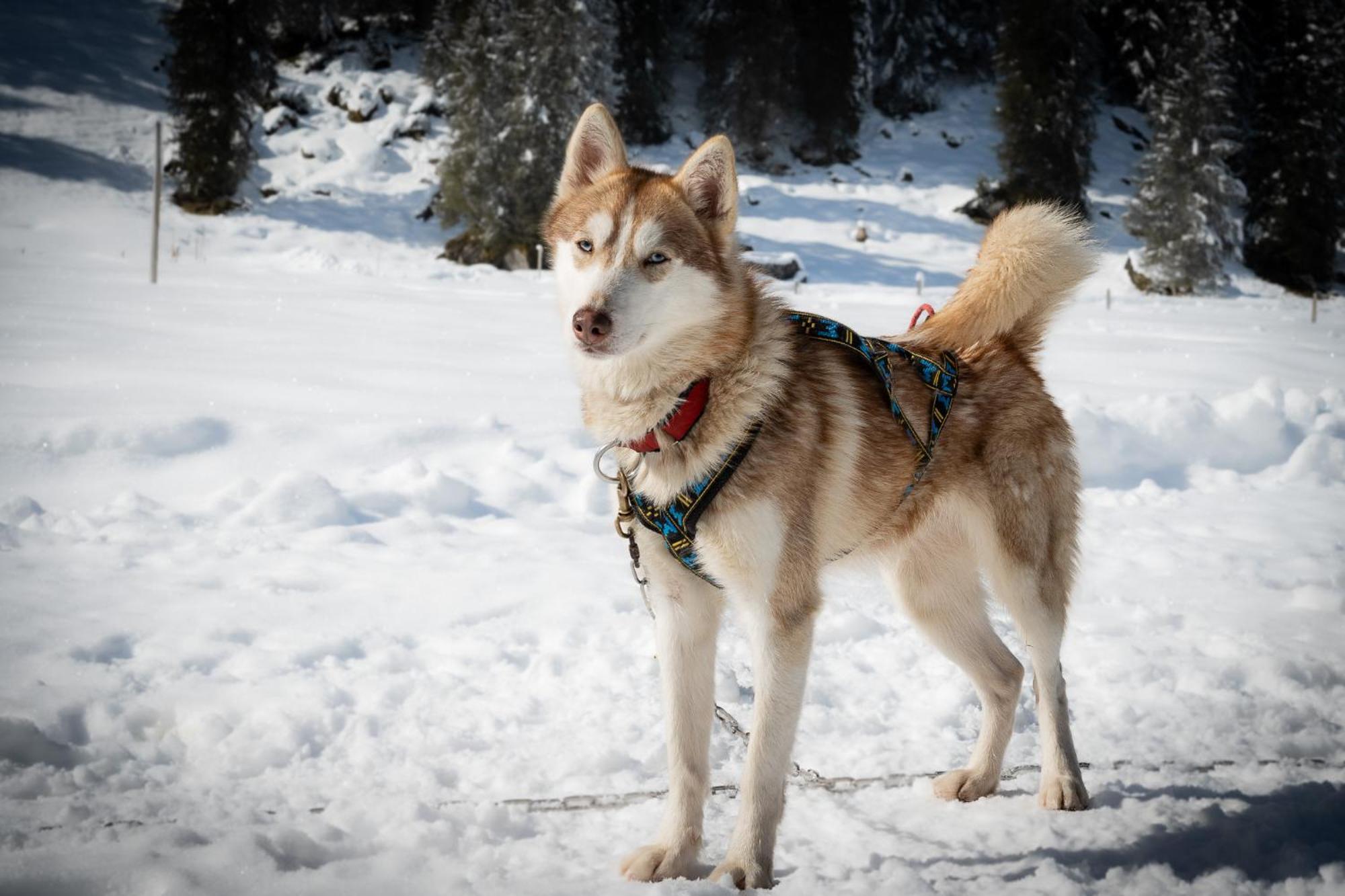 Huettenhotel Husky Lodge Muotathal Exteriör bild